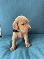 Niko, a male Labrador Retriever and Irish Setter for sale in Peru, IN – 1 of 1