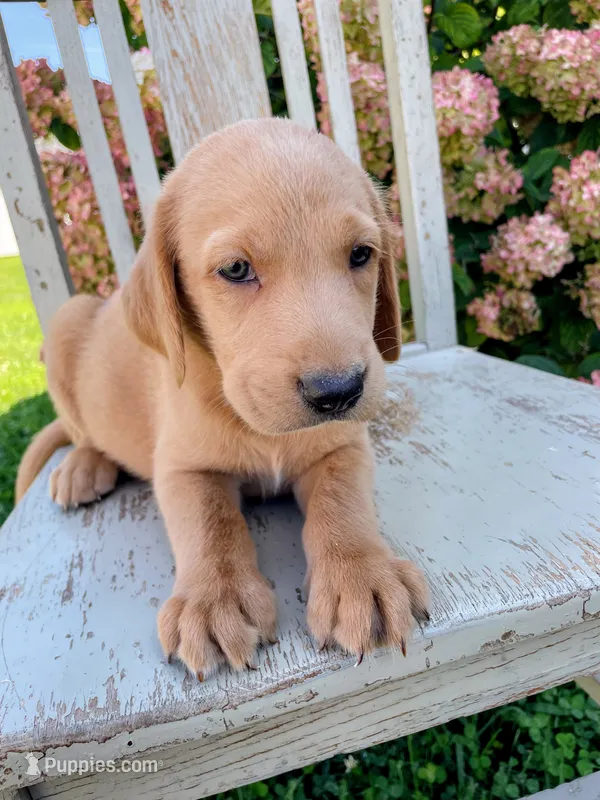 Niko – Labrador Retriever, Irish Setter puppy for sale in Peru, IN