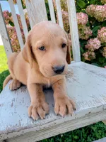 Niko, a male Labrador Retriever and Irish Setter for sale in Peru, IN – 2 of 3