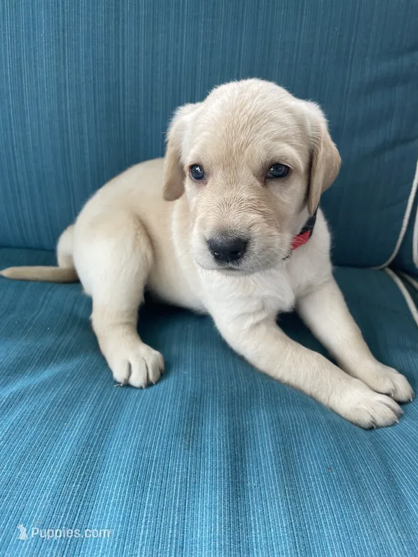 Lacey – Labradoodle, Labrador Retriever puppy for sale in Peru, IN