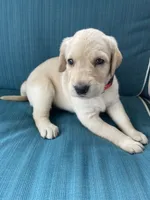 Lacey, a female Labradoodle and Labrador Retriever for sale in Peru, IN – 1 of 1