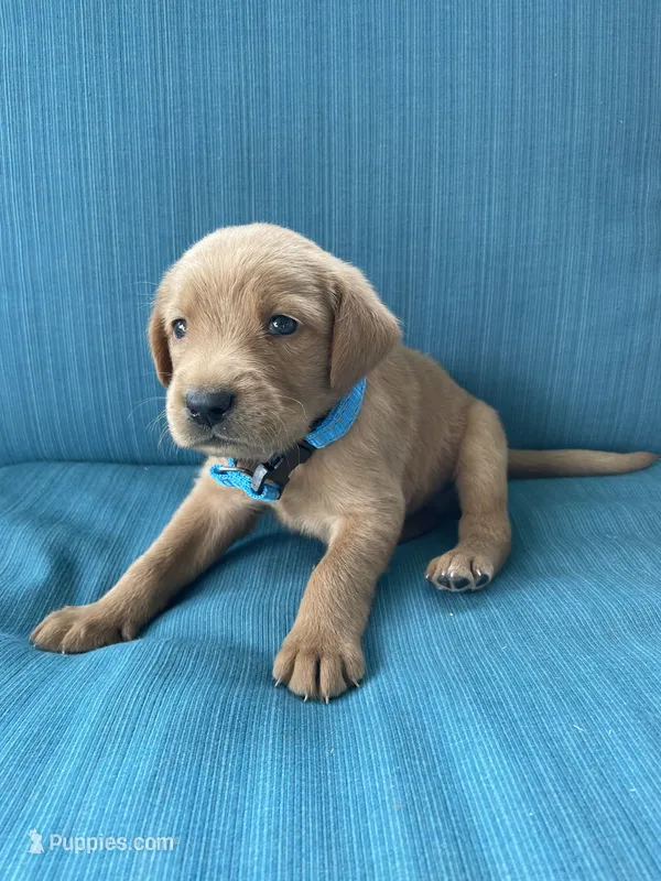 Rusty – Labrador Retriever, Irish Setter puppy for sale in Peru, IN