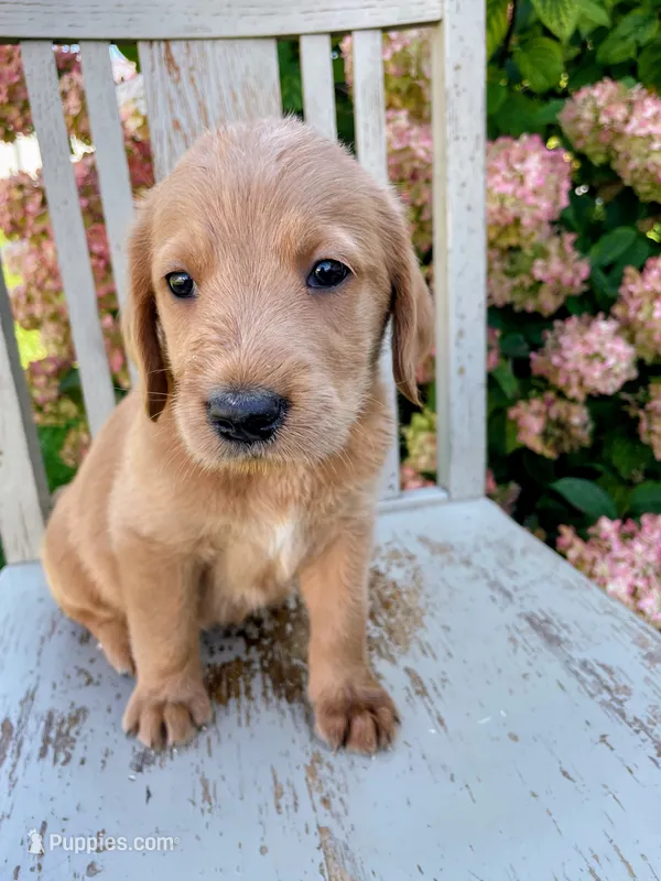 Ginger – Labrador Retriever, Irish Setter puppy for sale in Peru, IN