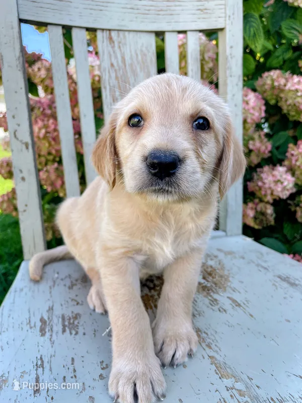 Princess – Labradoodle, Labrador Retriever puppy for sale in Peru, IN