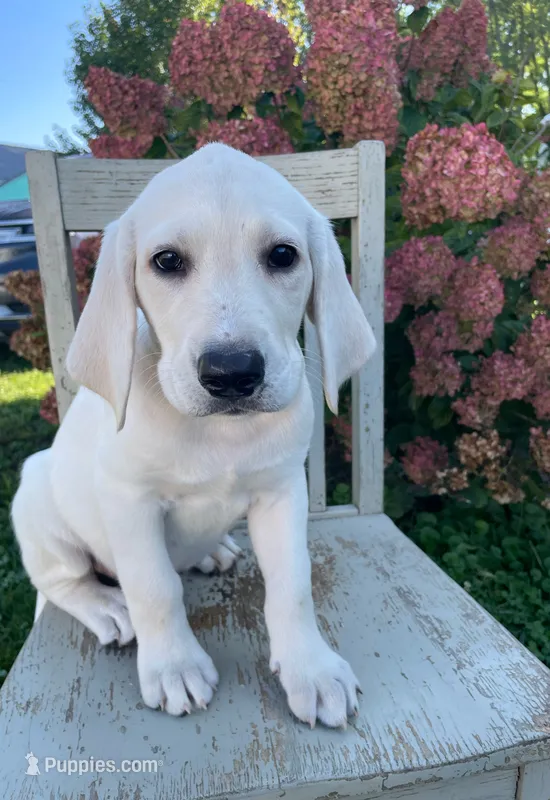 Lacey – Labradoodle, Labrador Retriever puppy for sale in Peru, IN