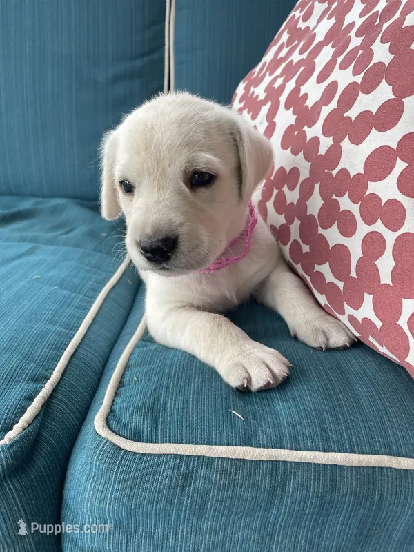Snowy – Labradoodle, Labrador Retriever puppy for sale in Peru, IN