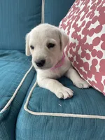 Snowy, a female Labradoodle and Labrador Retriever for sale in Peru, IN – 1 of 1