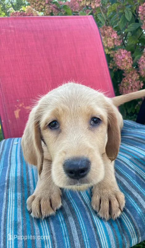 Ginger – Labrador Retriever, Irish Setter puppy for sale in Peru, IN