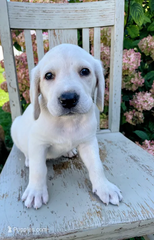 Snowy – Labradoodle, Labrador Retriever puppy for sale in Peru, IN