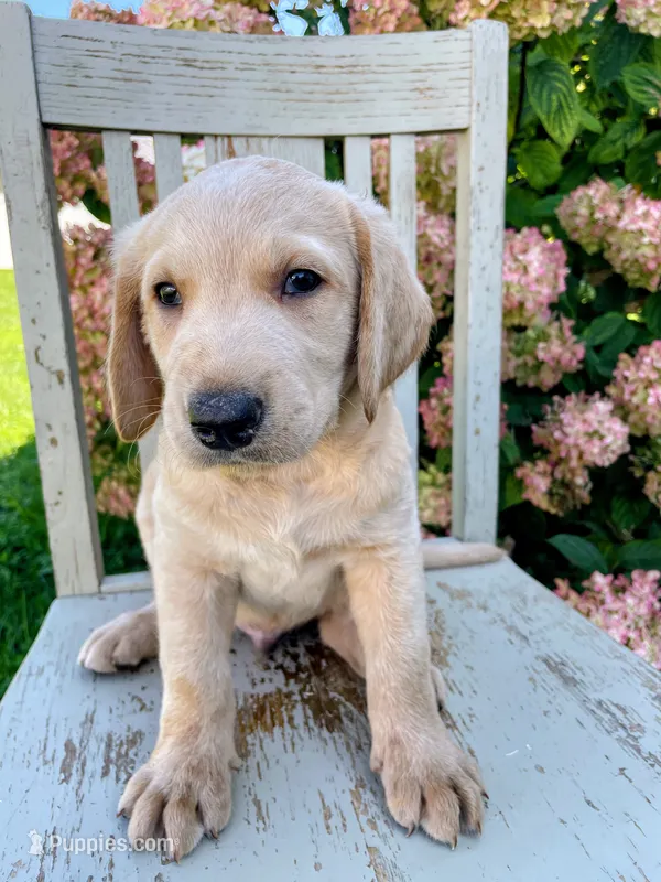 Jack – Labradoodle, Labrador Retriever puppy for sale in Peru, IN