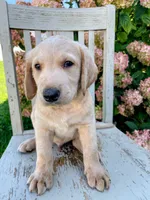 Jack, a male Labradoodle and Labrador Retriever for sale in Peru, IN – 2 of 3