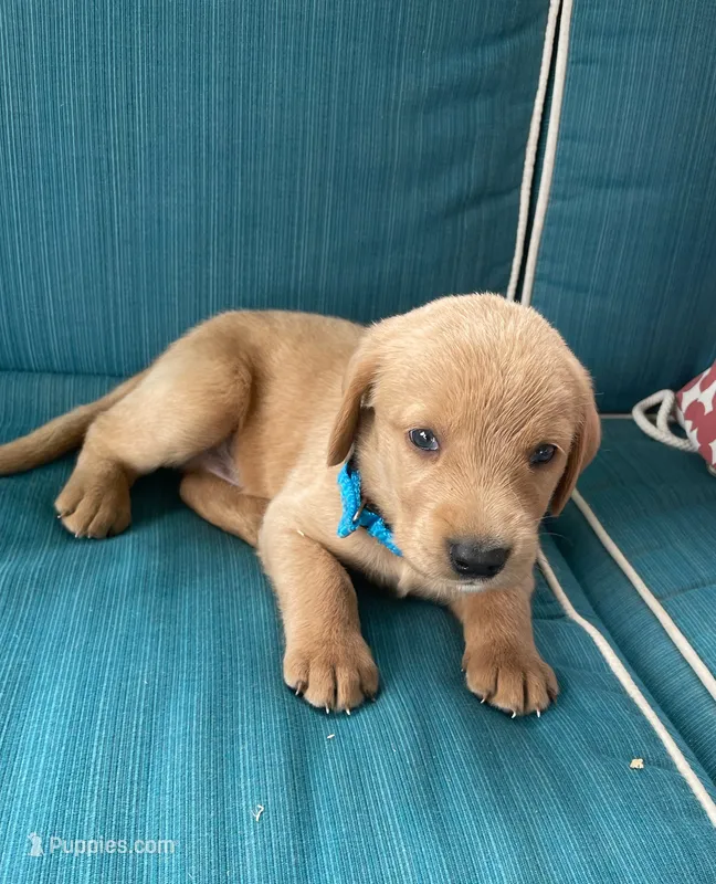 Freddy – Labrador Retriever, Irish Setter puppy for sale in Peru, IN