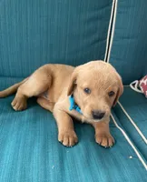 Freddy, a male Labrador Retriever and Irish Setter for sale in Peru, IN – 1 of 1
