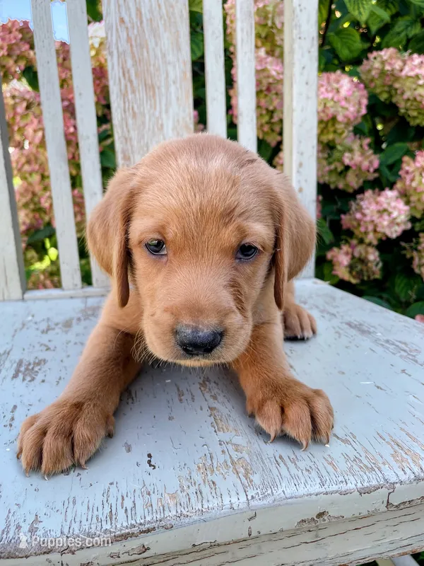 Rusty – Labrador Retriever, Irish Setter puppy for sale in Peru, IN