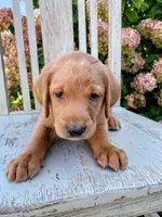 Rusty, a male Labrador Retriever and Irish Setter for sale in Peru, IN – 1 of 2