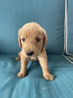 Ginger, a female Labrador Retriever and Irish Setter for sale in Peru, IN – 1 of 1