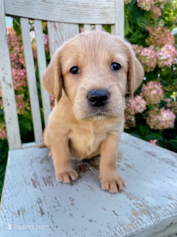 Rocky – Labrador Retriever, Irish Setter puppy for sale in Peru, IN
