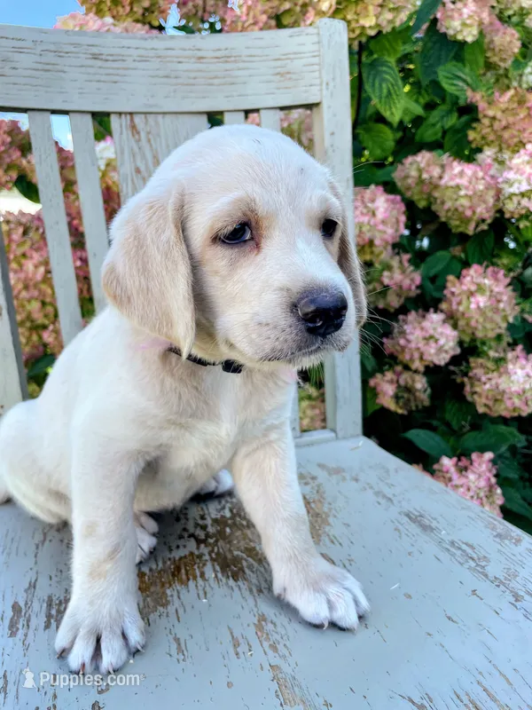 Ally – Labradoodle, Labrador Retriever puppy for sale in Peru, IN