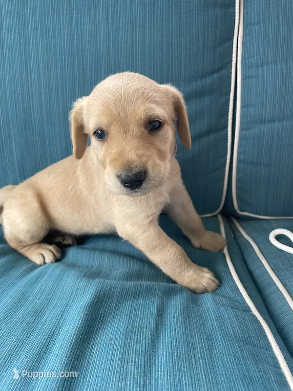 Jack – Labradoodle, Labrador Retriever puppy for sale in Peru, IN