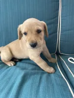 Jack, a male Labradoodle and Labrador Retriever for sale in Peru, IN – 1 of 1