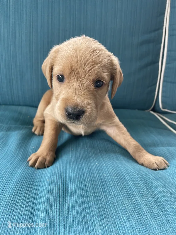 Rocky – Labrador Retriever, Irish Setter puppy for sale in Peru, IN