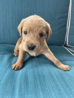 Rocky, a male Labrador Retriever and Irish Setter for sale in Peru, IN – 1 of 1