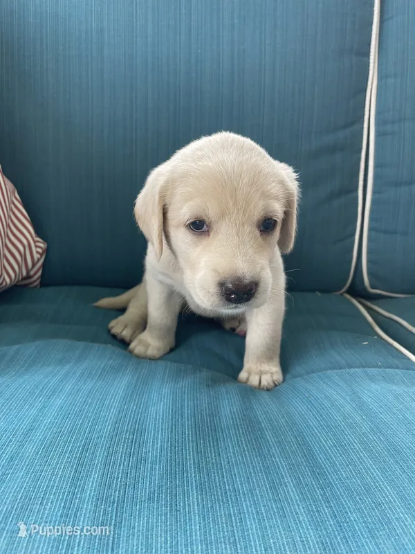 Ally – Labradoodle, Labrador Retriever puppy for sale in Peru, IN
