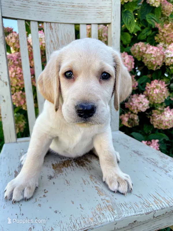 Lacey – Labradoodle, Labrador Retriever puppy for sale in Peru, IN