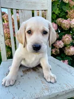 Lacey, a female Labradoodle and Labrador Retriever for sale in Peru, IN – 2 of 3