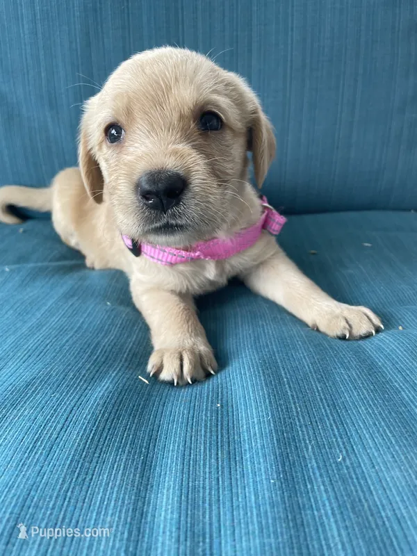 Princess – Labrador Retriever, Irish Setter puppy for sale in Peru, IN