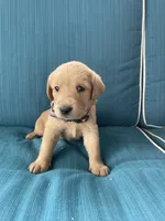 Ada, a female Labrador Retriever and Irish Setter for sale in Peru, IN – 1 of 1