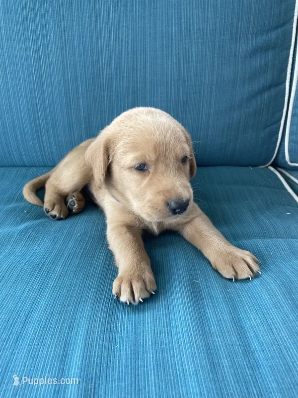 Nigel – Labrador Retriever, Irish Setter puppy for sale in Peru, IN