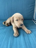 Nigel, a male Labrador Retriever and Irish Setter for sale in Peru, IN – 1 of 1