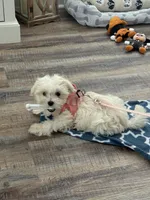 Annie, a female Maltipoo for sale in Bluff City, TN – 3 of 5