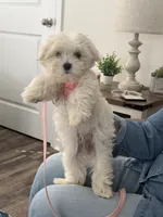 Annie, a female Maltipoo for sale in Bluff City, TN – 5 of 5