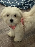 Annie, a female Maltipoo for sale in Bluff City, TN – 1 of 5