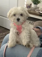 Annie, a female Maltipoo for sale in Bluff City, TN – 2 of 5