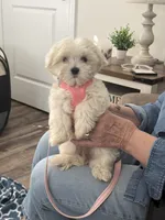 Annie, a female Maltipoo for sale in Bluff City, TN – 4 of 5
