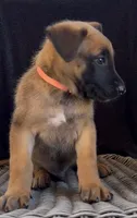 Color collar , a male Belgian Malinois for sale in Tampa, FL – Photo 2 of 4