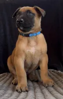 Color collar , a male Belgian Malinois for sale in Tampa, FL – Photo 3 of 4