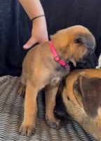 Color collar , a male Belgian Malinois for sale in Tampa, FL – Photo 4 of 4