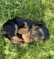 Tucker, a male Yorkshire Terrier for sale in Hagerstown, IN – 2 of 2