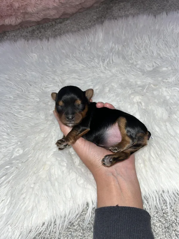 Daisy – Yorkshire Terrier puppy on hold in Hagerstown, IN