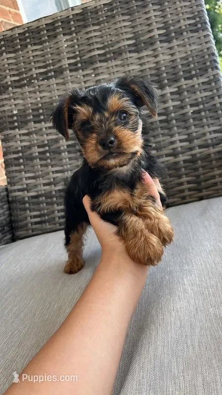 Tucker – Yorkshire Terrier puppy for sale in Hagerstown, IN