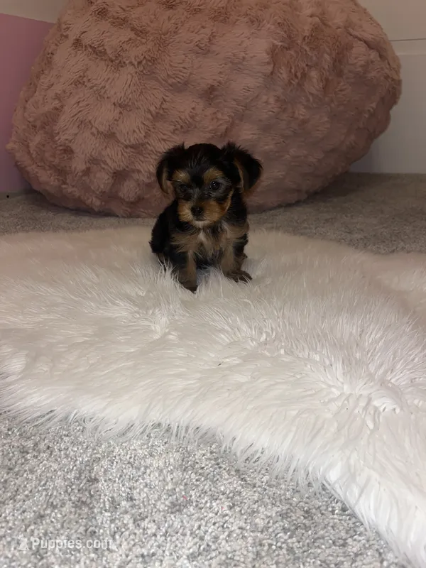 Sadie – Yorkshire Terrier puppy on hold in Hagerstown, IN