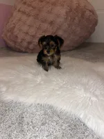 Sadie, a female Yorkshire Terrier for sale in Hagerstown, IN – 1 of 2