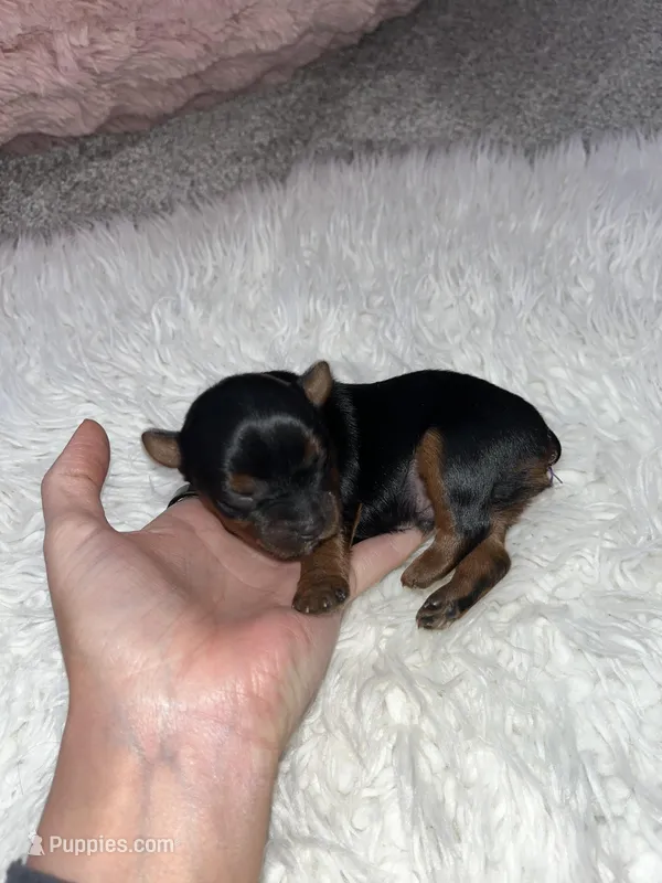 Tucker – Yorkshire Terrier puppy for sale in Hagerstown, IN