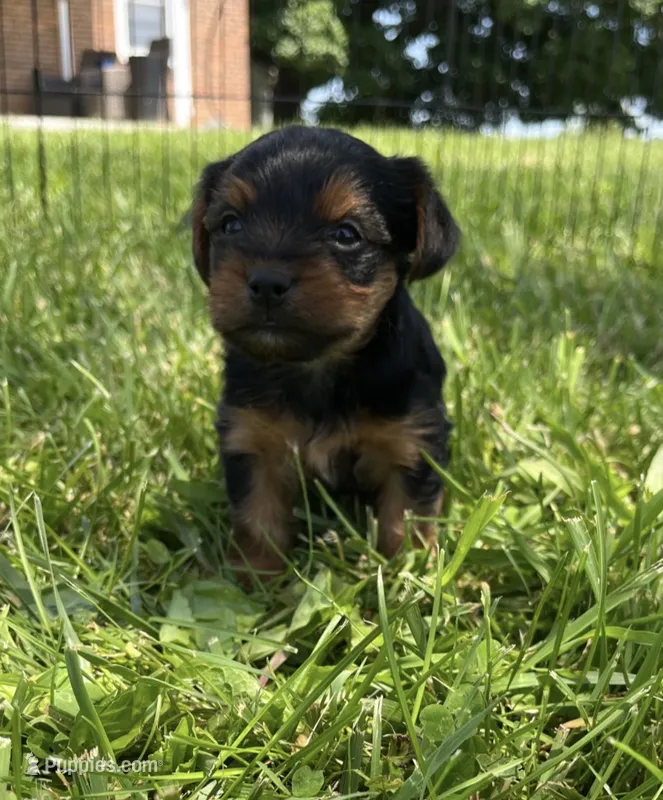 Tucker – Yorkshire Terrier puppy for sale in Hagerstown, IN