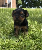 Tucker, a male Yorkshire Terrier for sale in Hagerstown, IN – 1 of 2