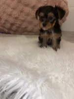 Sadie, a female Yorkshire Terrier for sale in Hagerstown, IN – 2 of 2